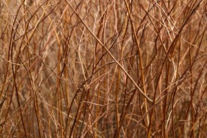 Abstract Background Branch Brown Color Flora